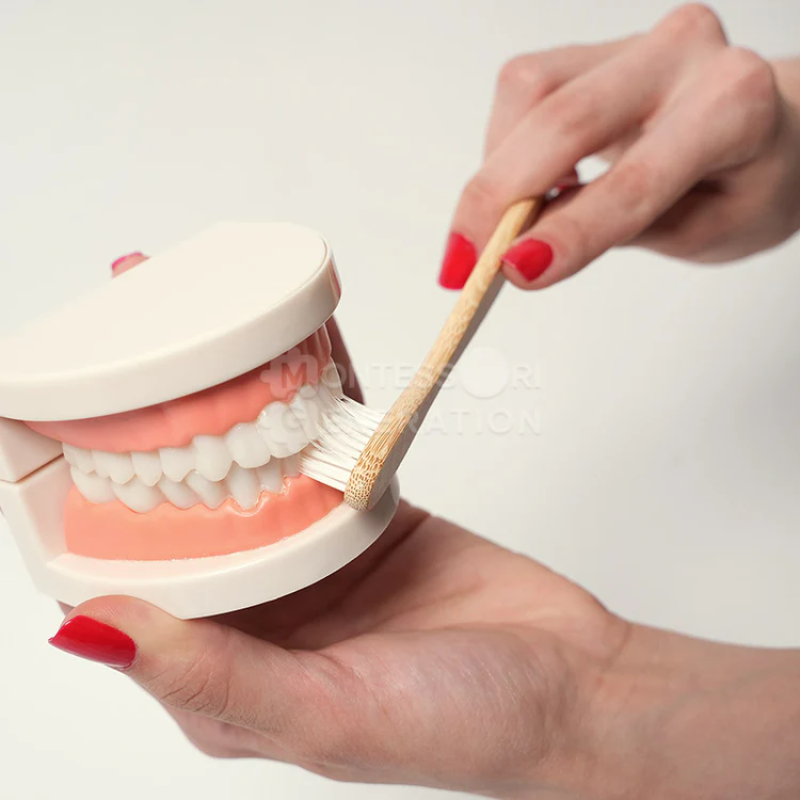 MONTESSORI BRUSHING TEETH