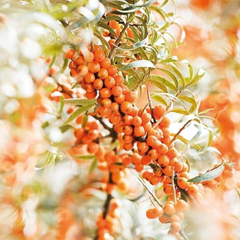 WELEDA SEA BUCKTHORN HAND CREAM 1.7 OZ NOURISHING MOISTURIZER FOR DRY HANDS